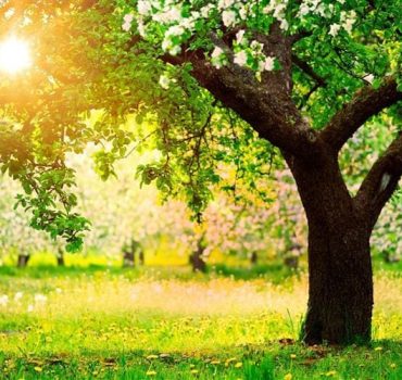 53716-ERGA-PRASINOY-–-SYNTIRISI-ERGA-PRASINOY-KYKLADES---LANDTECH---KOPI-PSILON-DENTRON-ATHINA---ARHITEKTONIKI-KIPOY-KYKLADES---PROMITHEIA-FYTON-KYKLADES---AYTOMATO-POTISMA-ATHINA-6